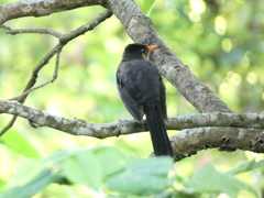 Turdus aurantius