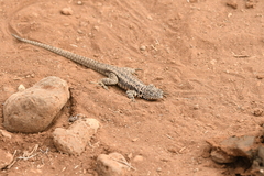 Microlophus barringtonensis