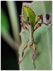 Cryptophyllium chrisangi