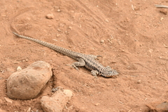 Microlophus barringtonensis