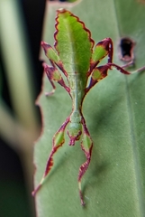 Cryptophyllium chrisangi