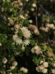 Baccharis magellanica