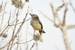 Myiarchus magnirostris