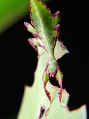 Cryptophyllium chrisangi
