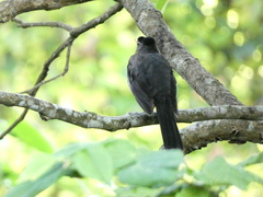 Turdus aurantius