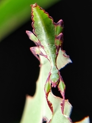 Cryptophyllium chrisangi