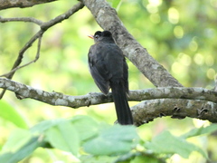 Turdus aurantius