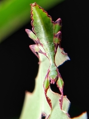 Cryptophyllium chrisangi
