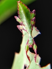 Cryptophyllium chrisangi