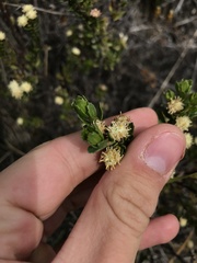 Baccharis magellanica