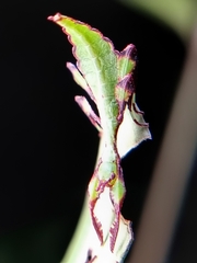 Cryptophyllium chrisangi