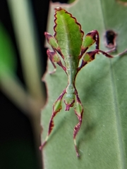 Cryptophyllium chrisangi