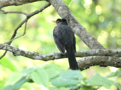Turdus aurantius