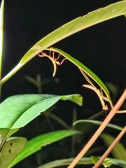 Cryptophyllium chrisangi