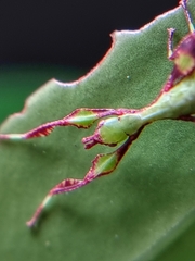 Cryptophyllium chrisangi