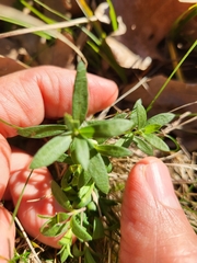 Arenaria montana