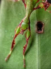 Cryptophyllium chrisangi