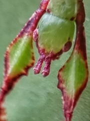 Cryptophyllium chrisangi