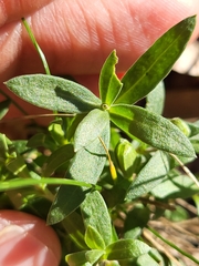 Arenaria montana