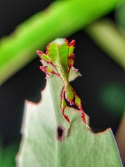 Cryptophyllium chrisangi