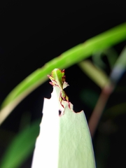 Cryptophyllium chrisangi