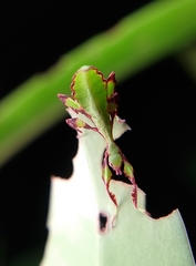 Cryptophyllium chrisangi