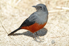 Thamnolaea cinnamomeiventris