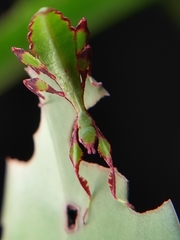 Cryptophyllium chrisangi