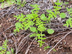 Pholistoma auritum arizonicum