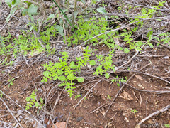 Pholistoma auritum arizonicum