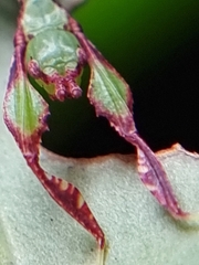 Cryptophyllium chrisangi