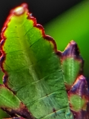 Cryptophyllium chrisangi