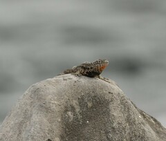 Microlophus barringtonensis