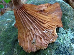 Lactarius peckii