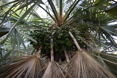 Trithrinax campestris