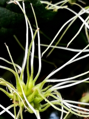Clematis vitalba