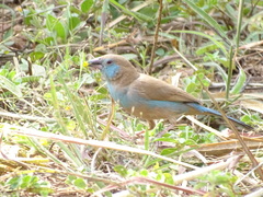 Uraeginthus bengalus