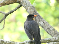 Turdus aurantius