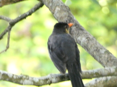 Turdus aurantius