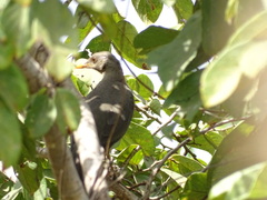 Turdus pelios