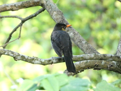 Turdus aurantius