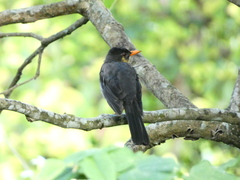 Turdus aurantius