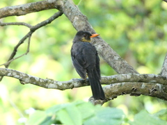 Turdus aurantius