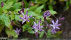 Tricyrtis