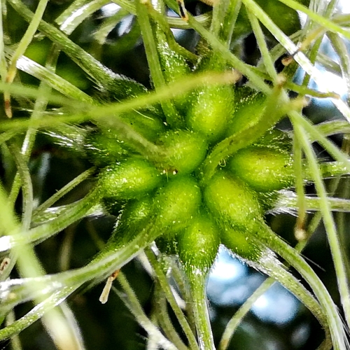 Clematis vitalba