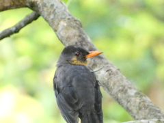 Turdus aurantius