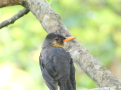 Turdus aurantius