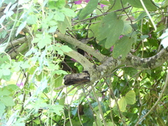 Euneornis campestris