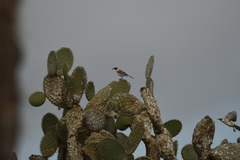 Mimus parvulus barringtoni