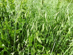 Avena sativa